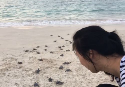 Rùa con mới nở được thả về biển. Ảnh: Phan Trang