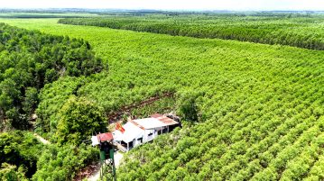 Giữ vững 310.000 ha rừng Đồng Nai